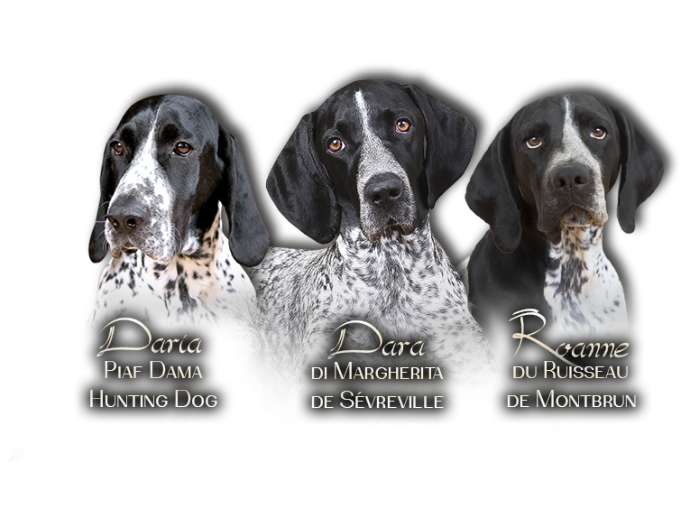 Braque d'Auvergne our females