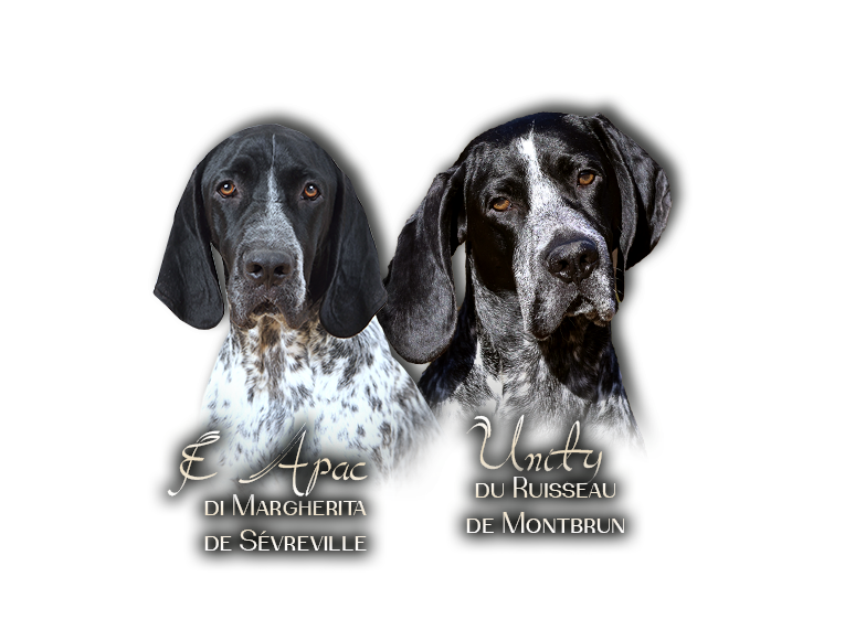 Braque d'Auvergne  